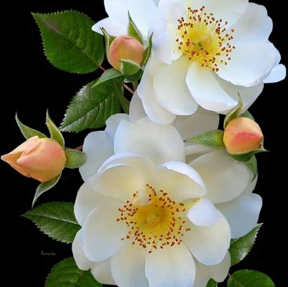 Meet your Posher, Silvia - Picture 1 of 1